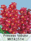 Princess Nobuko