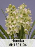 Honoka