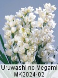 Uruwashi no Megami
