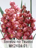 Serebu no Tsudoi