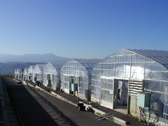 Green house