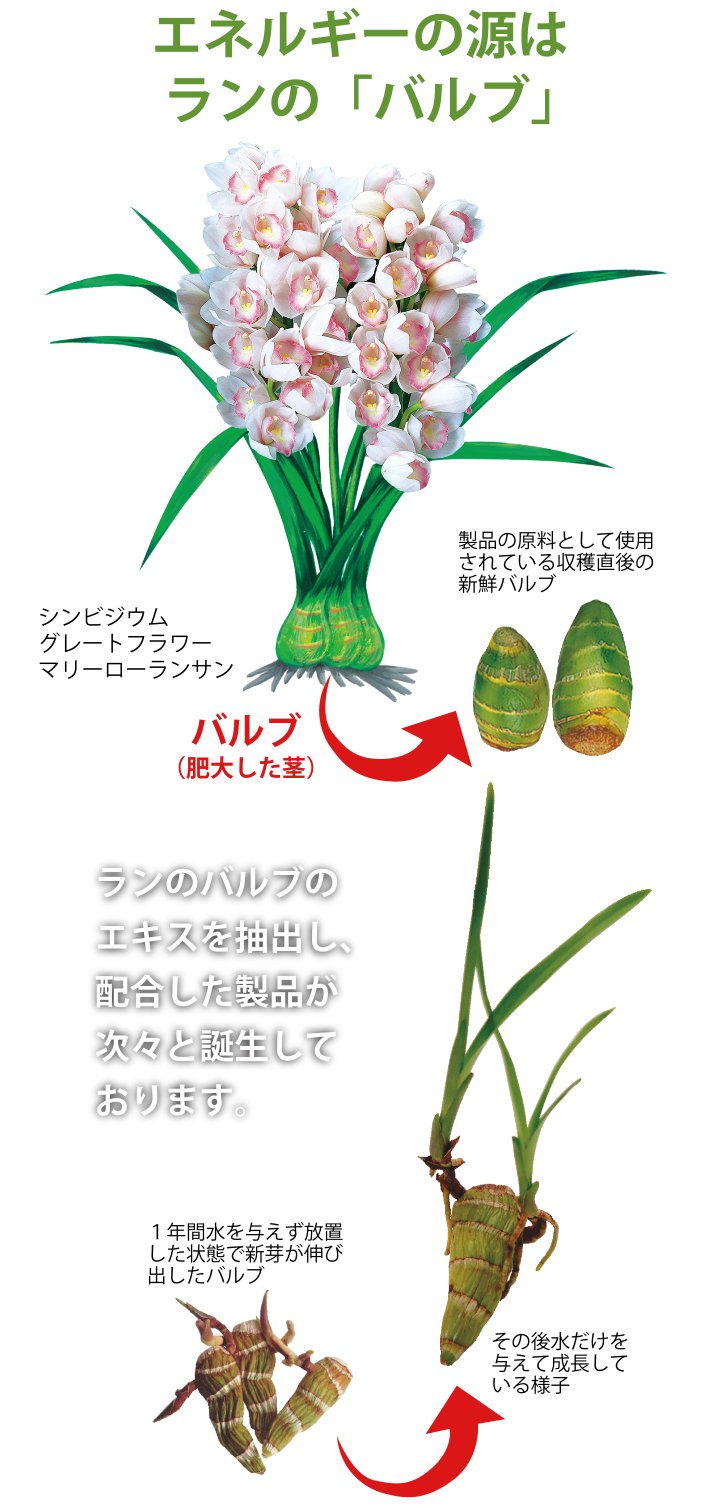 ランのバルブ