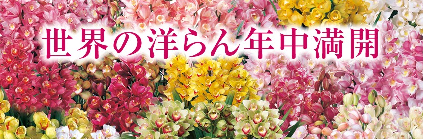 世界の洋らん年中満開