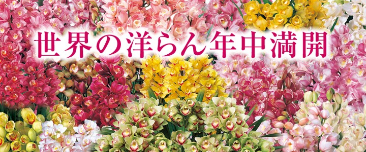 世界の洋らん年中満開